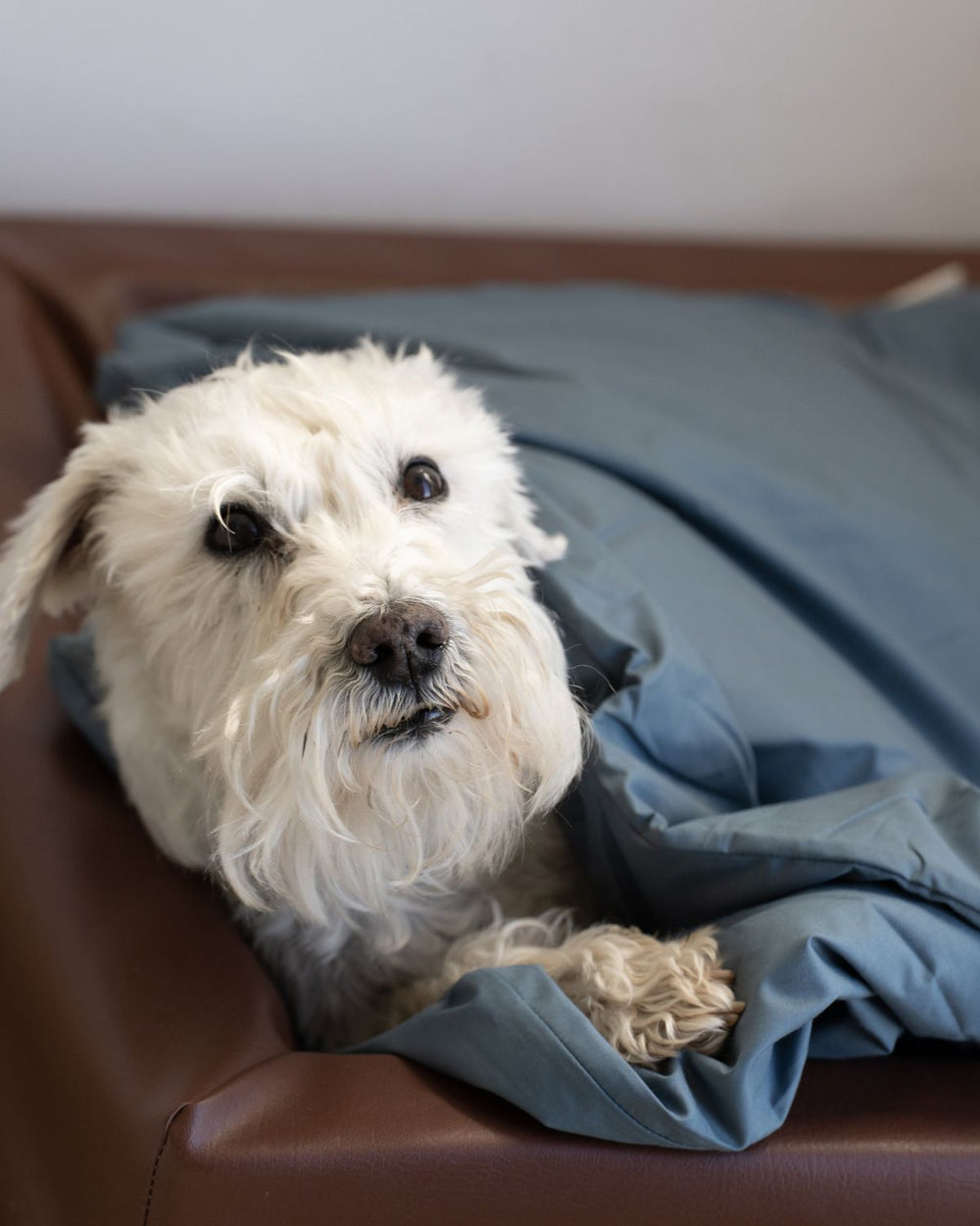 Dog Duvet | Stormy Blue